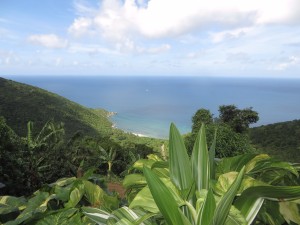 Tortola - organic farm